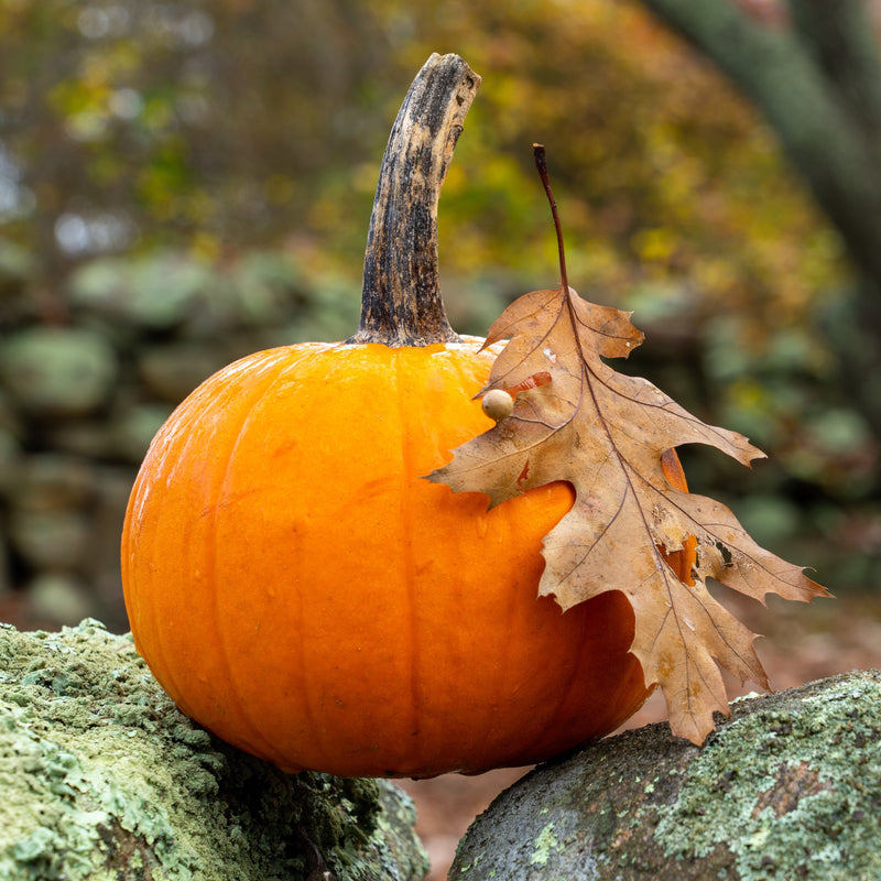 Pumpkin New England Pie produces dark orange-skinned pumpkins in a range of small sizes, typically 4 to 6 pounds. Although not as sweet as squash, the well-colored, orange flesh is relatively starchy, dry, and stringless. A well-known mini Jack O&