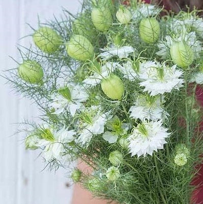 White double flowers and decorative seed pods for fresh and dried bouquets. Fluffy 1 3/4 to 2 inch blooms fade to large, light green seed pods on 12 to 24 inches stiff stems. Accented by attractive, ferny foliage. Whimsical, balloon-shaped seed pods dry readily/easily. Flowers attract and feed bees as well as other beneficial insects. Grows to a height of 12 to 24 inches. Blooms in about 65 days for flowers; 85 for pods. Germination rate is about 70%.