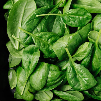 Noble Giant has large leaves and exceptional flavor. Noble Giant Heirloom Spinach is a great choice for your garden! Whether you prefer to can, freeze, or just enjoy it fresh, this fast growing, abundant producer is for you. 