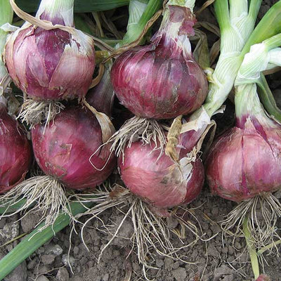 Red onions with green tops on a dirt surface