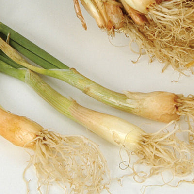 Onion Set (Bunching)