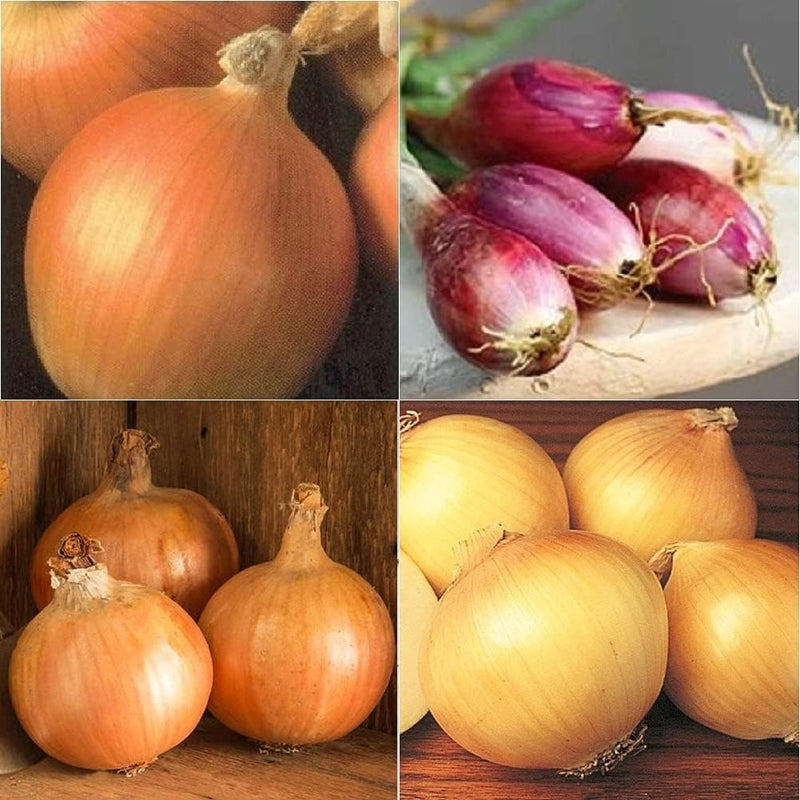 Collection Set Onion Long-Day 4 Varieties 800 Non-GMO, Heirloom Seeds