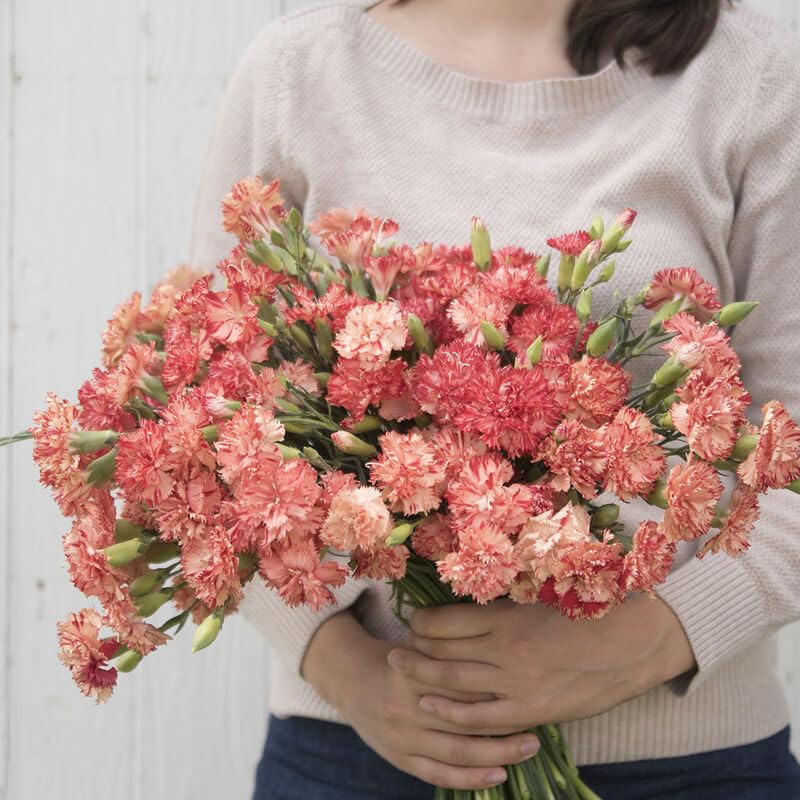 Flower Dianthus Chabaud Orange Sherbet is a scented, French garden heirloom. Vintage carnations present the sweet and spicy fragrance of clove. Frilly, 1 1/2–2 inch double blooms with a small percentage of singles.  Flower Dianthus Chabaud Orange Sherbet has orange creamsicle-colored petals striped and flaked with tangerine. Grass-like, gray or blue-green foliage. Is best grown as an annual for cut-flower production. 