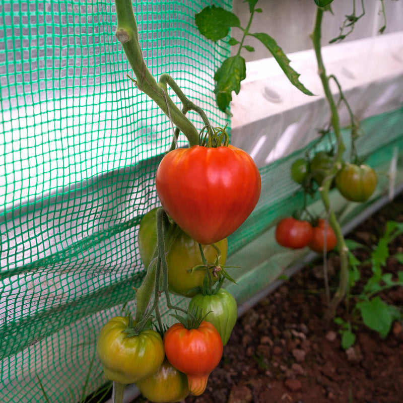 Indeterminate. The oxheart shape is the result of a mutation, about 1925. Somewhat similar to meaty ponderosa types, except for the distinctive shape. Heavy yielding vines produce extra large, pink tomatoes weighing 1-2 lbs. Firm, meaty flesh with few seeds and mild flavor.  Harvest in about 85 days. Germination rate about 80% or better.