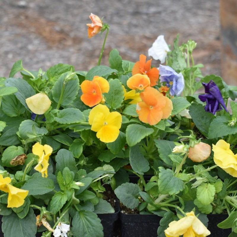 Plant Flower Viola Pansy 2 Varieties