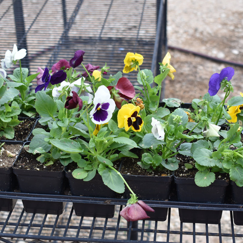 Plant Flower Viola Pansy 2 Varieties