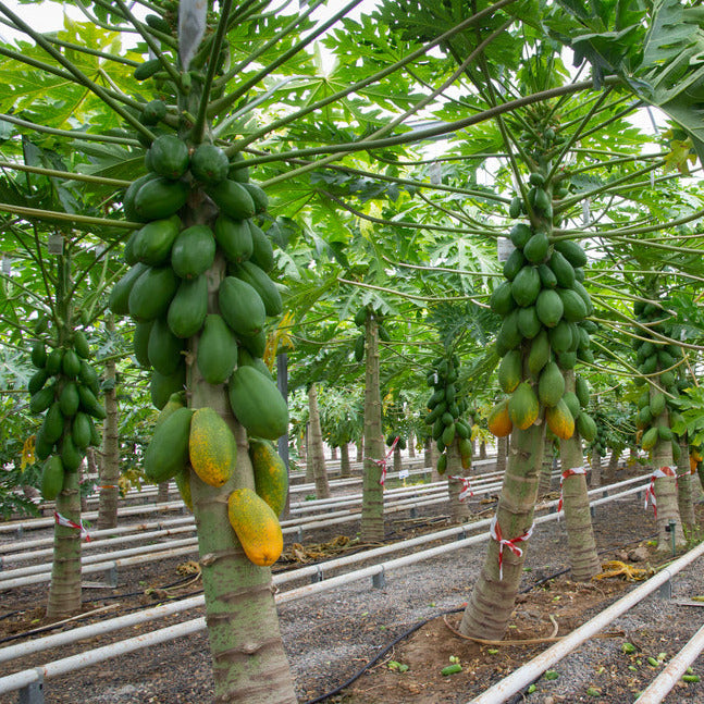 Plant Fruit Papaya Sunrise