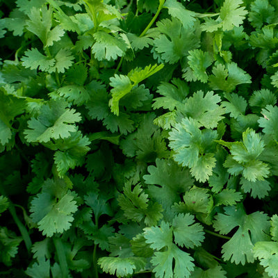 Giant of Italy Parsley has huge leaves with great flavor.  Dark green, flat leaves with strong stems. Use leaves for garnishes, salads, and cooking. For highest yields, provide ample water and fertility. Medicinal: A bitter, aromatic, and diuretic herb that stimulates the digestive process.