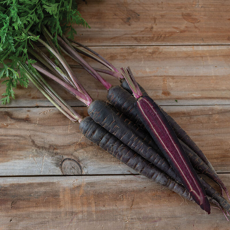 Pelleted Seed Hybrid Carrot Deep Purple 4 Sizes Available