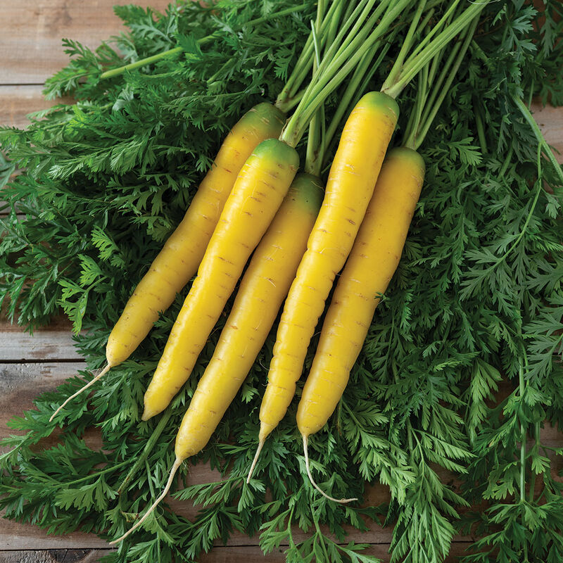 Pelleted Seed Hybrid Carrot Gold Nugget 4 Sizes Available