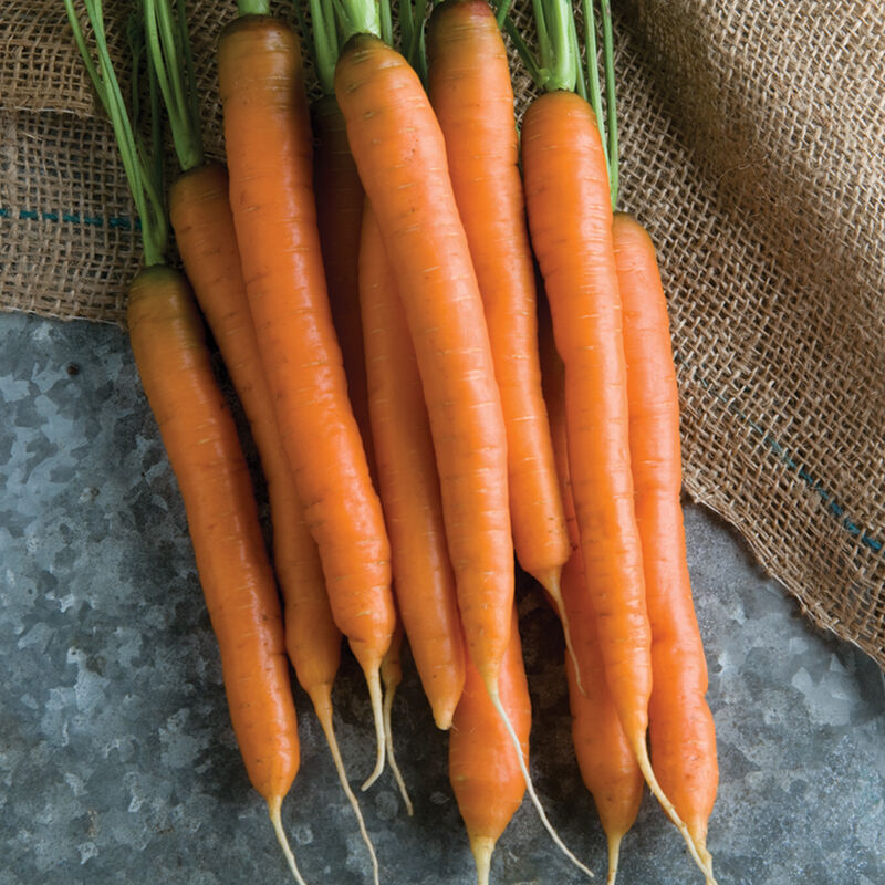Pelleted Seed Hybrid Carrot Mokum 4 Sizes Available