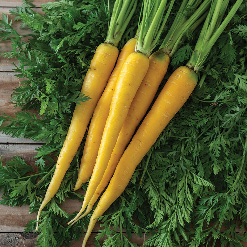 Pelleted Seed Open Pollinated Carrot Yellowstone 4 Sizes Available