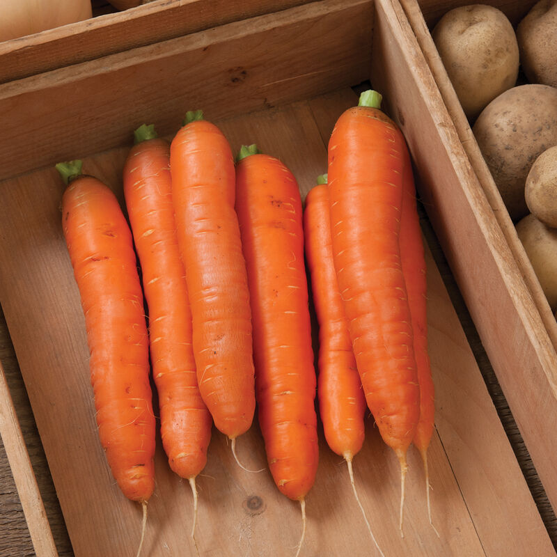 Pelleted Seed Hybrid Carrot Bolero 4 Sizes Available