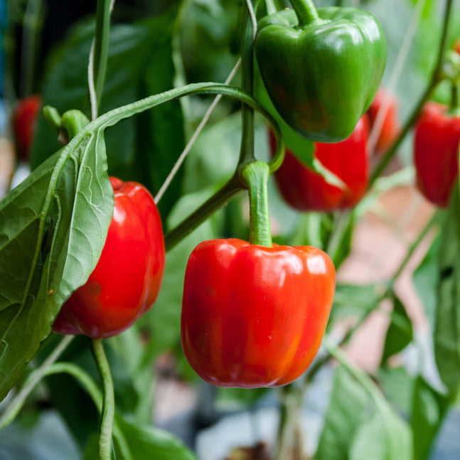 A cluster of red, 4-lobed pepper plants with green leaves.