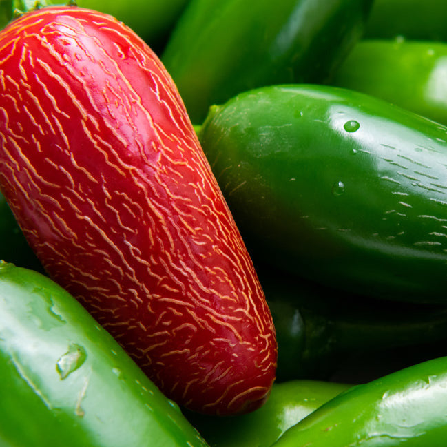 A cluster of red jalapeno peppers with a greenish tint, indicating freshness and possibly recently watered.