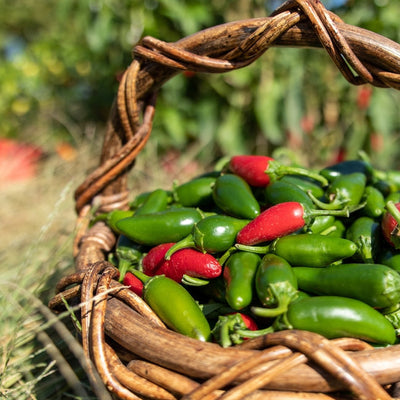 A basket filled with red, fresh jalapeno peppers.