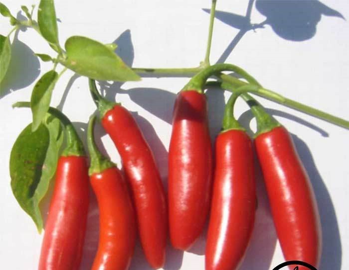 Plant Pepper Serrano Tuxlas 4.5 Inch Pot