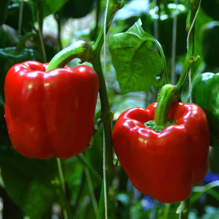 Heavy yielder of large thick-skinned sweet bell pepper that turns from dark green to bright red when mature. Perfect for stuffing. Yolo Wonder Pepper seeds are easy grow; just sow them in a sunny spot with well drained soil in your garden or a container and enjoy a bountiful harvest.  Harvest in about 80 days. Germination rate about 80% or better.