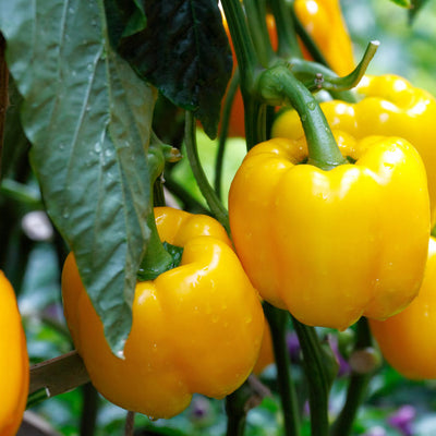 Produces high yields of large, blocky fruit. A nice large, blocky bell pepper that ripens from green to bright yellow at maturity. Good yield of sweet peppers, good in any stage of development. The thick, sweet flesh of the Sunbright yellow bell pepper is delicious when eaten fresh or cooked. 
