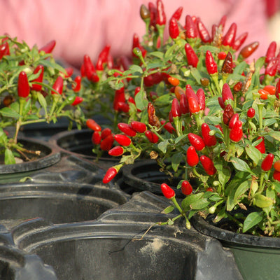 Pequin Hot Peppers are numerous, vibrant pendant fruits, small but very hot, that cover bushy plants and grow up to 4 inches long. Plants can be overwintered indoors. Buy hot pepper seeds for that extra kick in your recipes.  Harvest in about 105 days. Germination rate about 80% or better. 