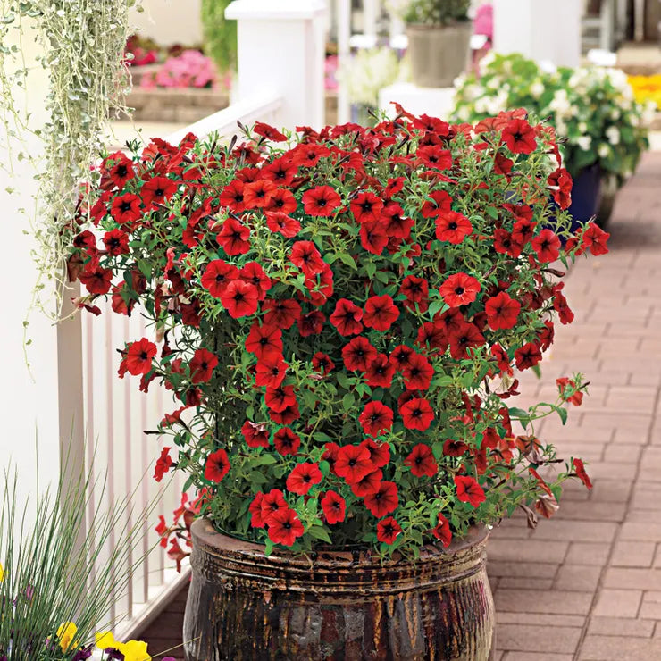 Plant Flower Petunia Tidalwave Red Velour 10 Inch Pot