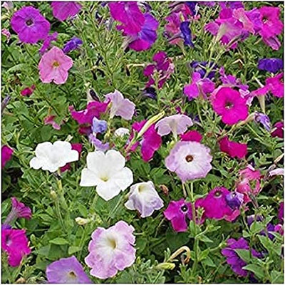 Dwarf Mixed Petunia grows 8-12 inches tall and has a bushy, free-flowering habit. Produces single flowers in shades of red, rose, scarlet, salmon, violet and white. Recommended for beds &amp; borders as well as containers. Can be started 4-6 weeks prior to planting outside. Prefers full sun. Blooms in about 90 days. Germination rate is about 70% or better.