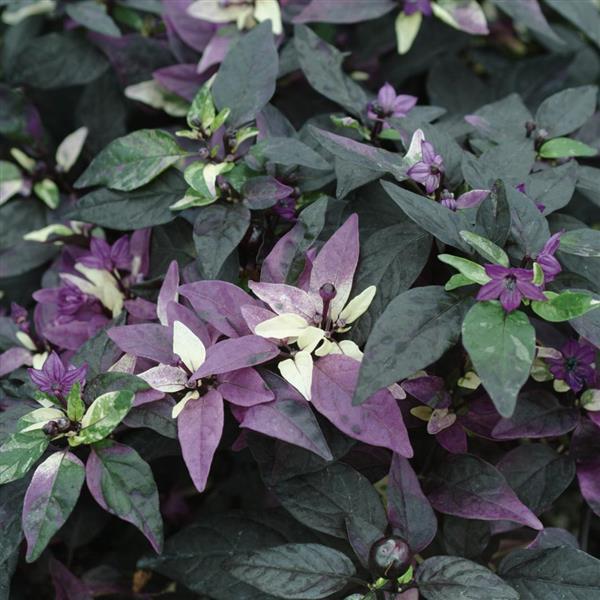 Plant Pepper Ornamental Purple Flash 10 Inch Pot