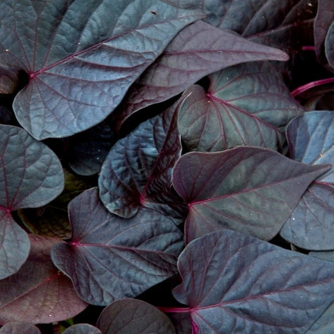 Plant Flower Sweet Potato Vine 4 Colors