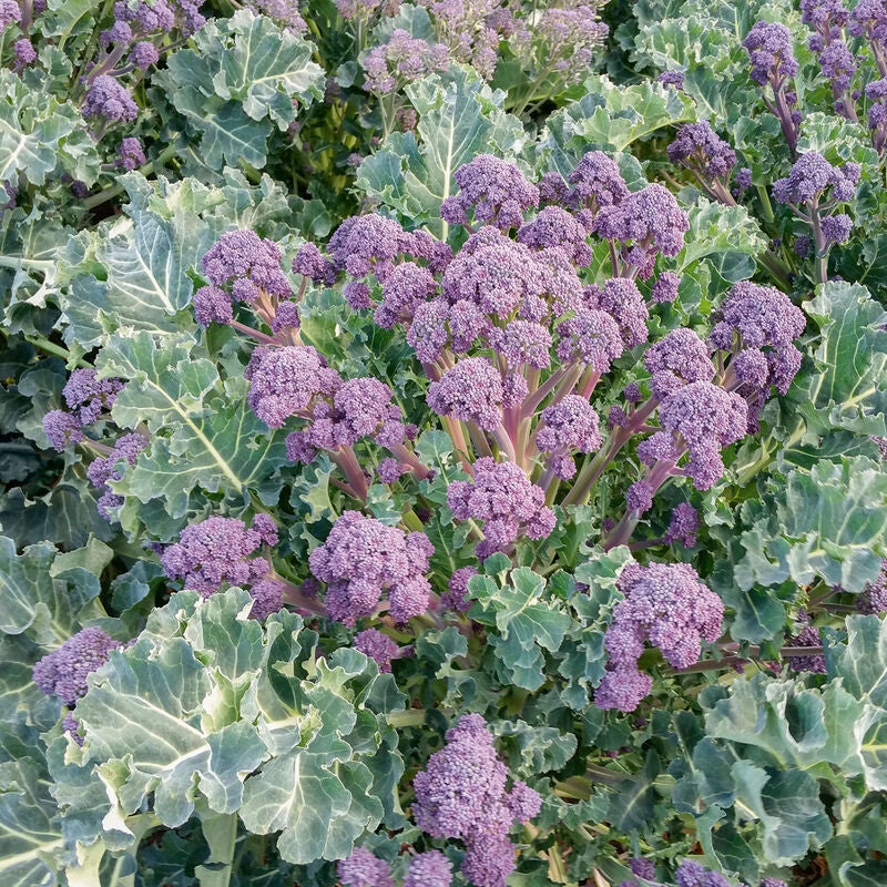 Purple Sprouting Broccoli is actually an English heirloom variety bred for overwintering. Tall and prolific, Purple Sprouting Broccoli grows slowly through the winter and sprouts in the spring. A wonderfully interesting addition to your garden that is just as flavorful. Harvest in about 70 days. Germination rate about 80% or better.