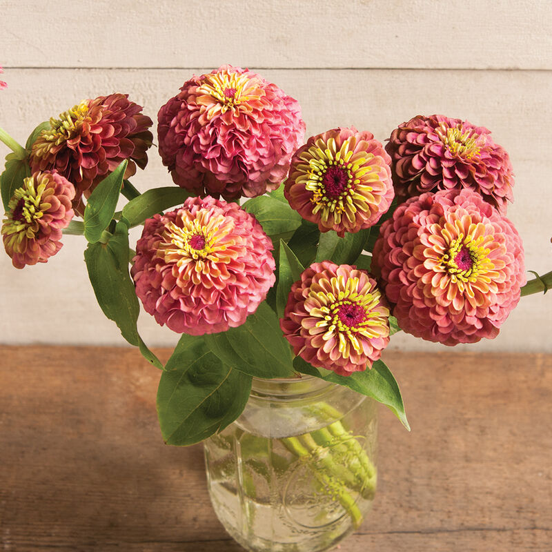 Flower Zinnia Queeny Lime Red 25 Non-GMO, Heirloom Seeds