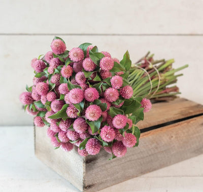 Gomphrena in a glowing, creamy raspberry color. Uniform, productive plants. Very similar to Pink but with a darker, richer color. with 1 and 1/2 inch blooms. Also known as globe amaranth and common globe amaranth.