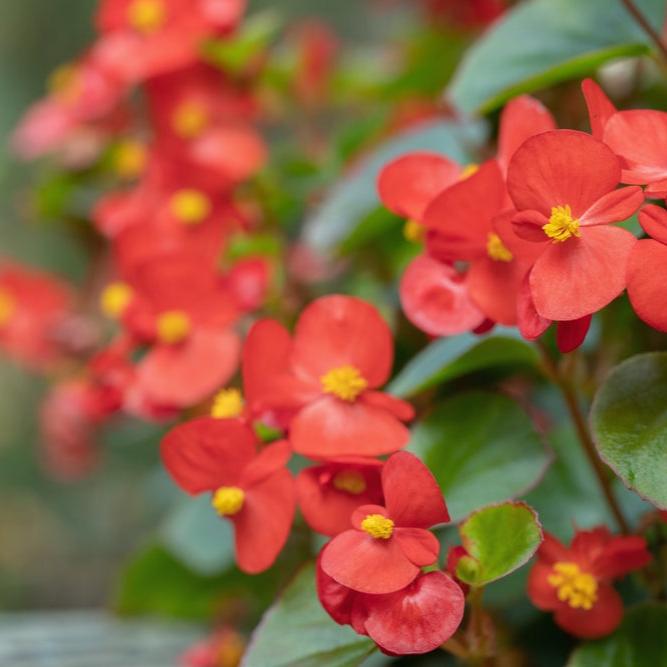 Plant Flower Begonia Whopper Red Bronze Leaf 4.5 Inch Pot