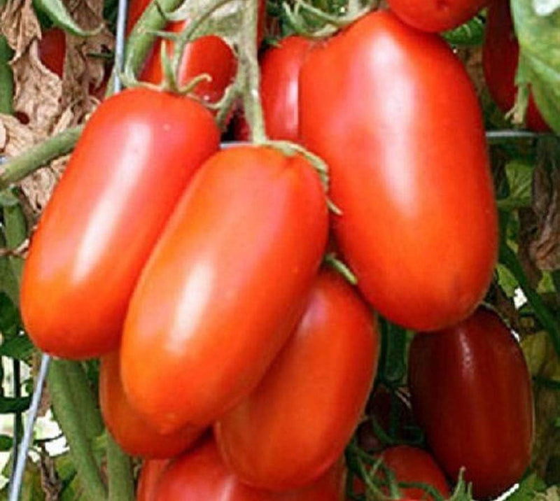 Plant Tomato Paste  Determinate Roma 4.5 Inch Pot