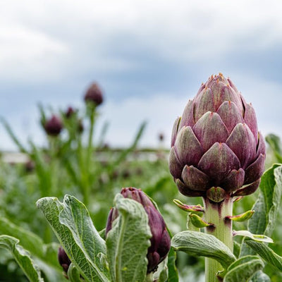 A favorite of chefs, this Italian Artichoke grows large-hearted heads that vary in color from green to purple, and are valued for their tenderness and beautiful appearance. The plants grow fairly tall with edible flower buds, known as chokes that are 3 or 4 inches in diameter, which can be harvested in the second season. According to historians, this member of the thistle family originated in the Mediterranean region and was especially popular in Sicilian and North African cuisine.