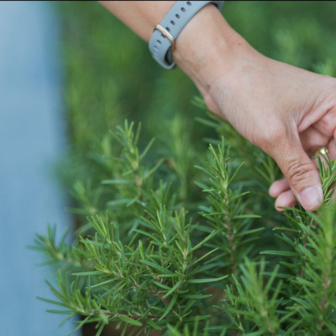 Plant Herb Rosemary 4.5 Inch Pot