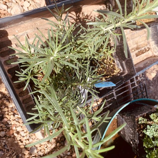Plant Herb Rosemary