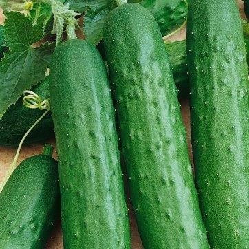 Cucumber Slicing Saladmore Bush 25 Non-GMO, Hybrid Seeds