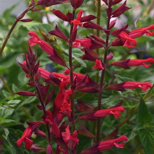 Plant Flower Salvia Roman Red 4.5 Inch Pot