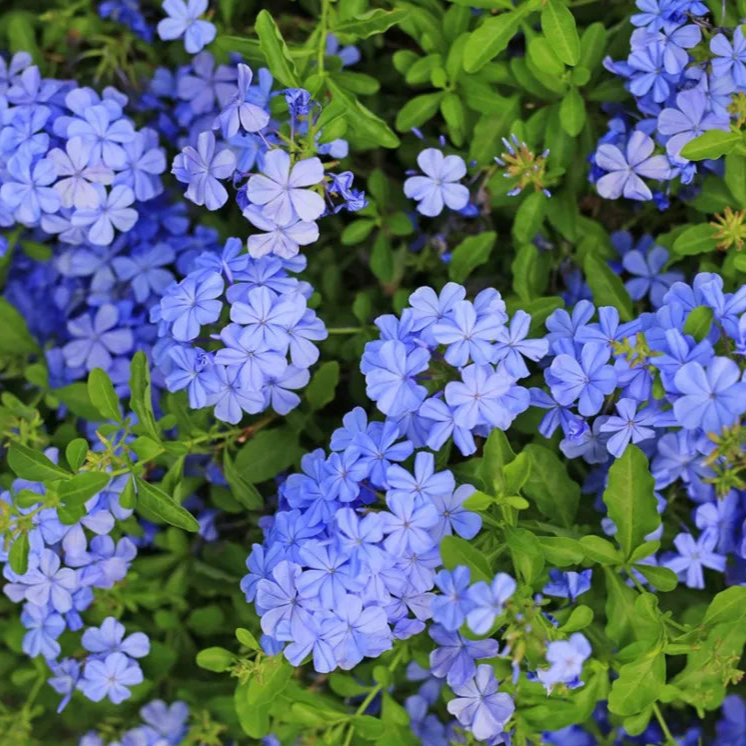 Plant Flower Plumbago 1 Gallon Container