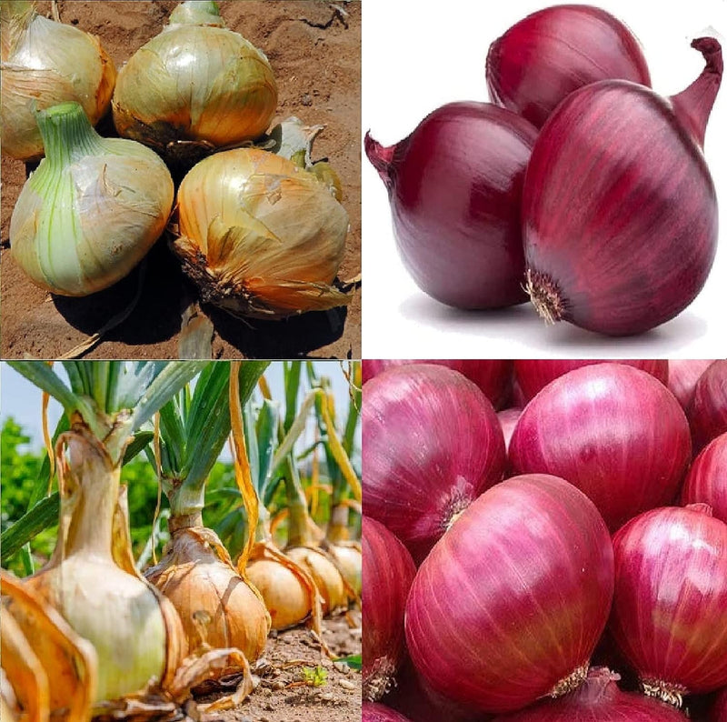 Collection Set Onion Short-Day 4 Varieties 800 Non-GMO, Heirloom Seeds