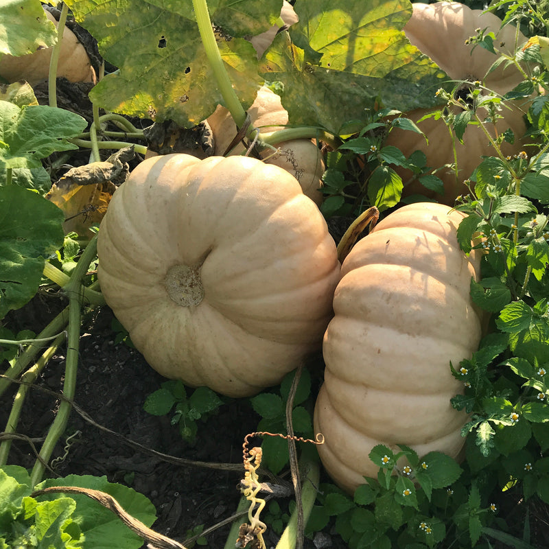 Long Island Cheese Pumpkin is grown with heirloom seeds. Medium-large, flattened, medium-ribbed, suggesting a wheel of cheese. Smooth, tan skin, slender woody stem. Deep orange, moderately sweet flesh for pie. Long storage. A beautiful oldie. Averaging six to ten pounds with an average yield of two fruits per plant. Harvest in 110 days. <span class="a-list-item" data-mce-fragment="1">Germination rate about 80% or better</span>.