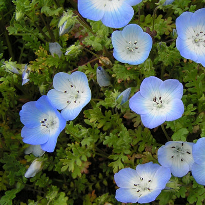 California Baby Blue Eyes is a hardy annual native to California, but is easily grown throughout the United States. The delicate, sky blue, cup shaped flowers continue to bloom throughout spring. A charmer in wooden barrels and hanging baskets. Borders, rock gardens, hanging baskets.