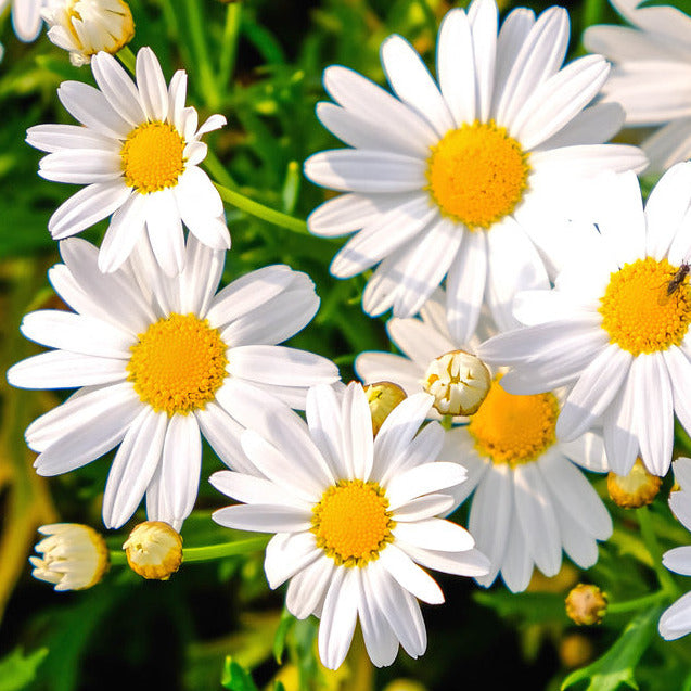 The Shasta Daisy grows wild in many places. This daisy is Juanita&