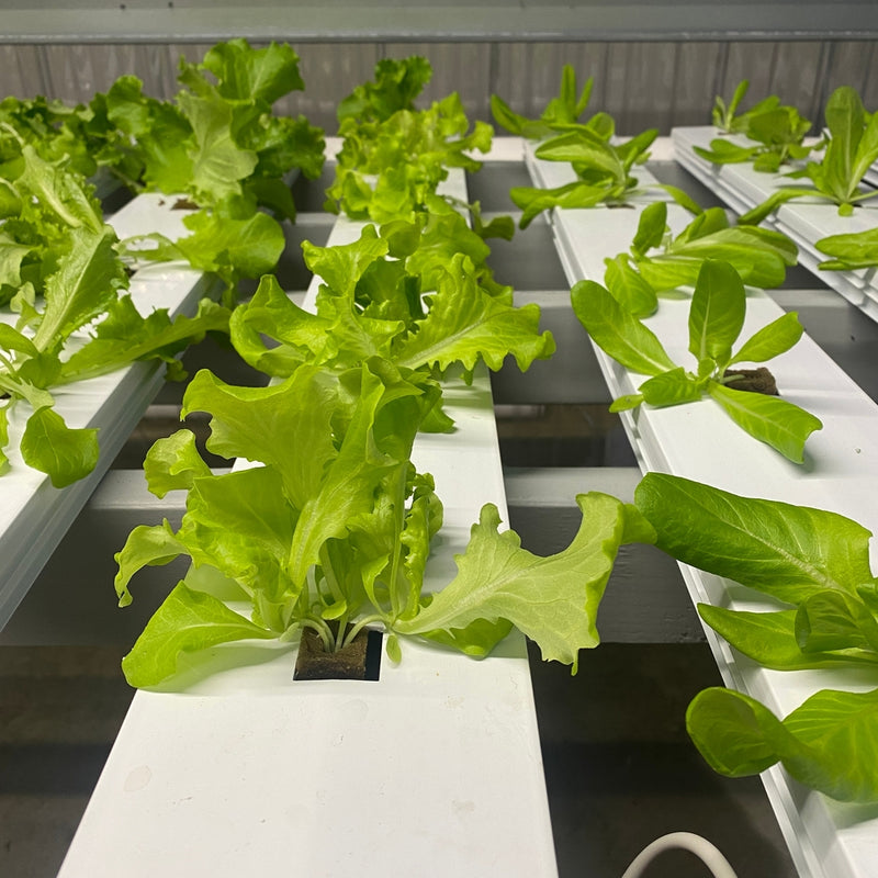 Lettuce Summer Crisp Muir 50 Non-GMO, Open Pollinated Seeds