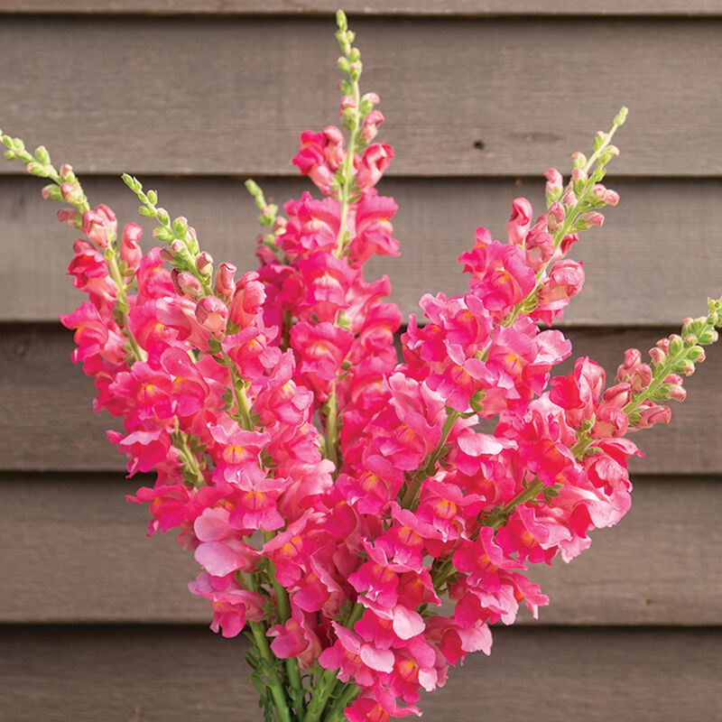 Bouquet of pink flowers against a wooden background