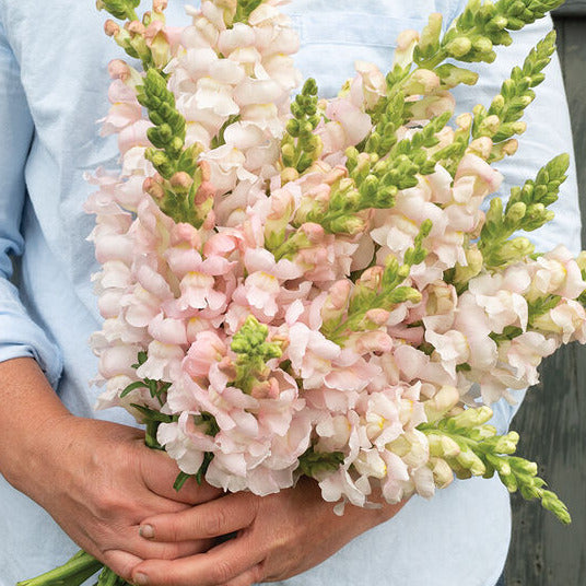 Person holding a bouquet of light pink flowers against a wooden background