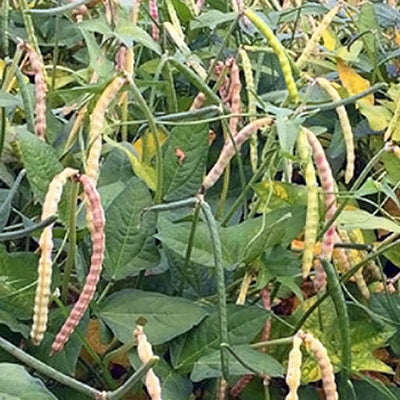 Green plants with long, thin pods hanging from them.