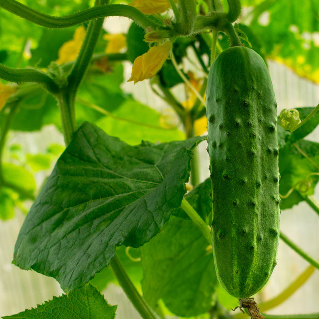 Spacemaster Cucumber - the ultimate cucumber for the vegetable gardener with limited space! The vines of this variety need only about 1/3 the space of a typical cucumber plant.  Excellent for pickling when small, they are also perfect for slicing when picked more mature. Plant Spacemaster Cucumber Vegetable Seeds indoors or out, in containers or small gardens and enjoy a bountiful harvest.  Harvest in about 70 days. Germination rate about 80% or better. 