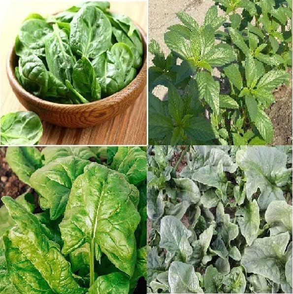 Collection Set Spinach 4 Varieties 800 Non-GMO, Heirloom Seeds