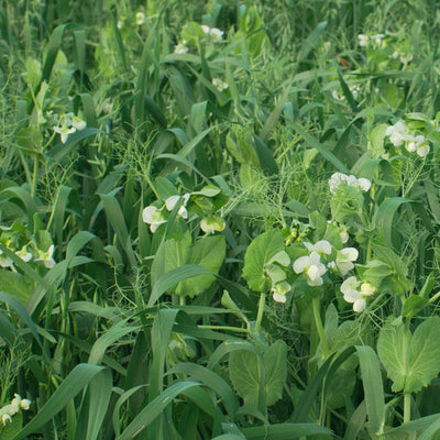 Enrich the soil with both nitrogen and other matter. The mix contains field peas, oats, and hairy vetch. Designed for spring sowing, but it may be sown anytime early spring through late summer. The mix contains field peas, oats, and hairy vetch. Designed for spring sowing, but it may be sown anytime early spring through late summer.